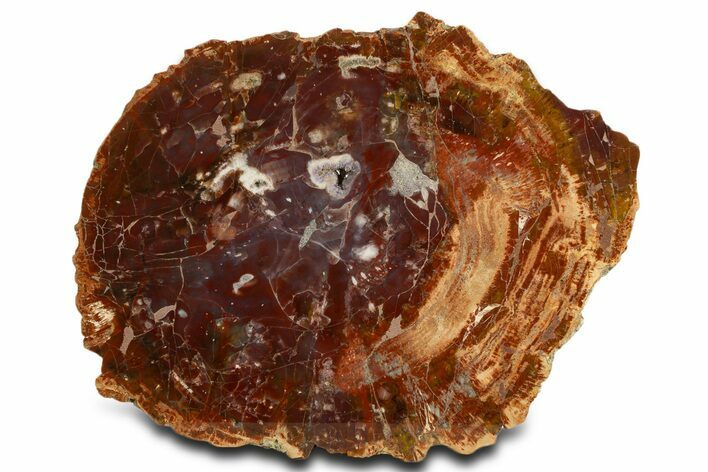 Purple/Red Arizona Petrified Wood Round - Amethyst Pocket #338288